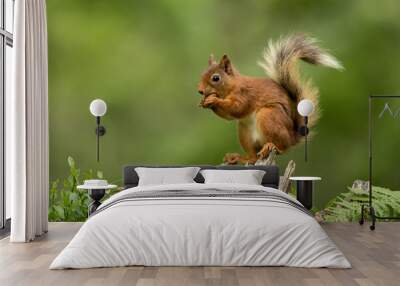 Red squirrel perched on a tree stump eating a hazelnut with a green bcakground. Wall mural