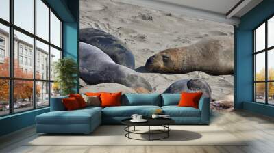 Elephant seal rookery in San Simeon California Wall mural