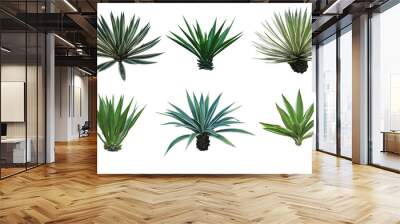 Set collection Agave plant isolated on white background.This has clipping path. Wall mural