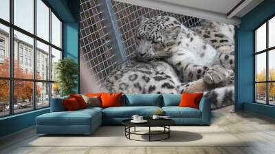 leopart Wall mural