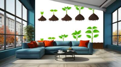 Growing plant steps vector set Wall mural