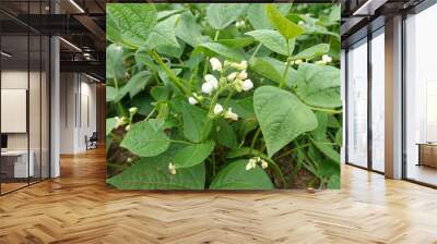 close-up white flowers of green bean cultivation. legume plant growing in vegetable garden Wall mural