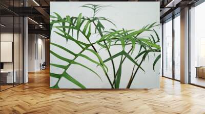 Philodendron polypodioides Wall mural