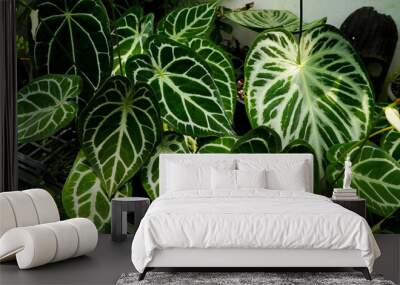 varieties of Anthurium crystallinum leaves, dark green leaves with silver stripes, indoor plants, tropical garden foliage Wall mural