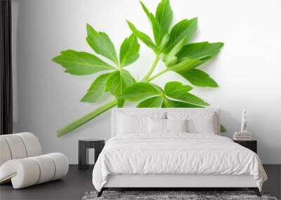 A fresh Lovage isolated on white Wall mural