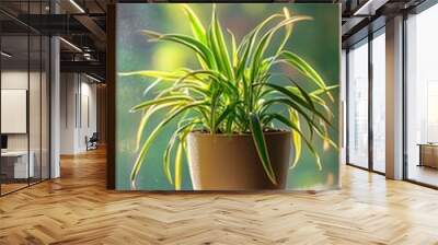 a potted spider plant by the window in minimalist style of indoor plants Wall mural