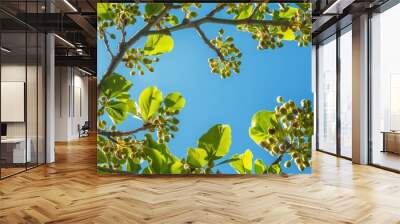 pistachio tree branches against blue sky Wall mural