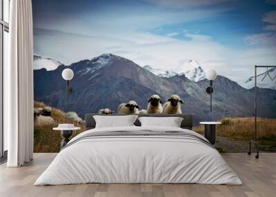 Flock of Blacknosed Swiss sheeps (Ovis aries), Swiss Alps Wall mural