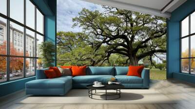 Gorgeous Old Live Oak Tree Wall mural