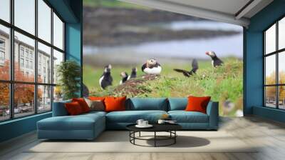 atlantic puffin Wall mural