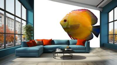 Yellow fish isolated on white Wall mural