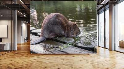 Big beaver in a river gnawing on a branch. Latvia, Riga Wall mural