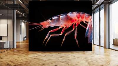 fresh transparent red orange shrimp isolated on black background, closeup, portrait - Generative AI Wall mural