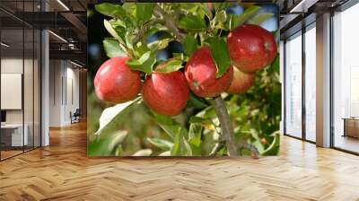 Braeburn apples Wall mural