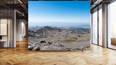 sheep on a mountain slope Wall mural