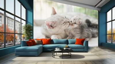 cat kissing her kitten with love Wall mural