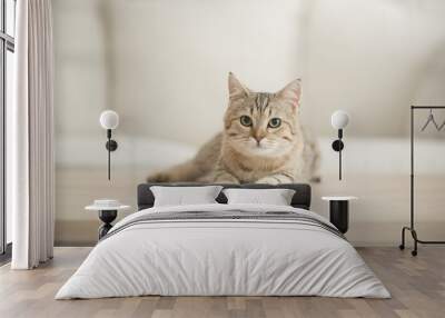 Cute cat lying on wooden table in living room Wall mural