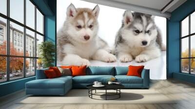 Cute little husky puppy isolated Wall mural