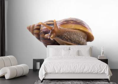 Garden snail isolated on white... Wall mural