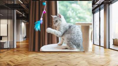 kitten playing toy on cat tower Wall mural