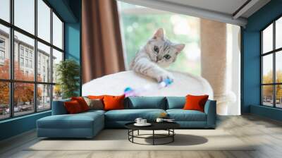 kitten playing toy on cat tower Wall mural