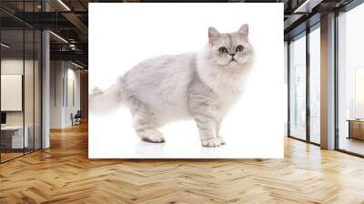 Persian cat on white background,isolated Wall mural