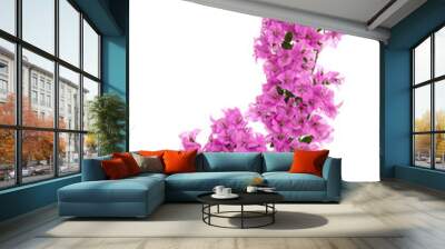 Pink blooming bougainvillea on white background isolated Wall mural