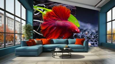 Red Siamese fighting fish in a fish tank Wall mural