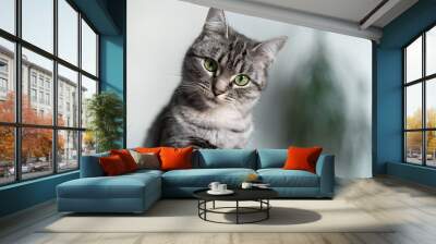 beautiful american shorthair cat with green eyes Wall mural