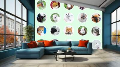 Collage of different animals and birds, isolated in circle avatar icons contoured with white on background of green color. Wall mural