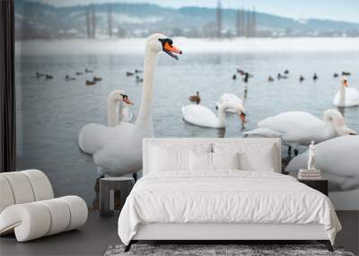 Group of beautiful white swans on riverside in winter day. Wall mural