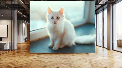 Portrait of white little kitty cat with blue eyes near window. Wall mural