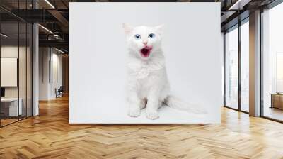 Studio portrait of white kitty cat isolated on light grey background. Wall mural