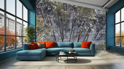 Aerial view of the pine forest in winter. Wall mural