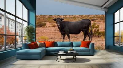 Black cow Wall mural