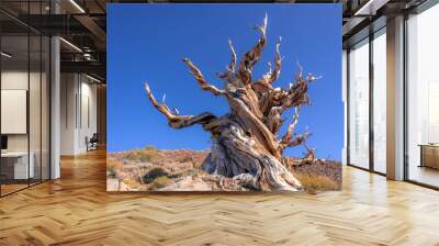 Bristlecone Pine Tree Wall mural