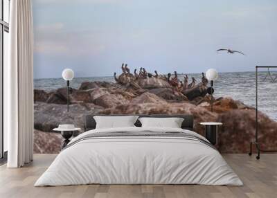 Pelican Flying to Roost Along Rocky Coastline in Florida Wall mural