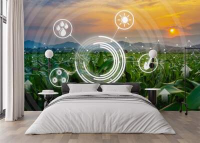 agriculture digital farm cornfield technology concepts with growing maize in the cultivated field and light shines sunset Wall mural