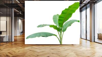 Banana tree isolated on white background. File contains a clipping path Wall mural