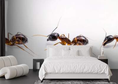 close up three ant on white background Wall mural