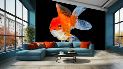 goldfish isolated on black background. Wall mural