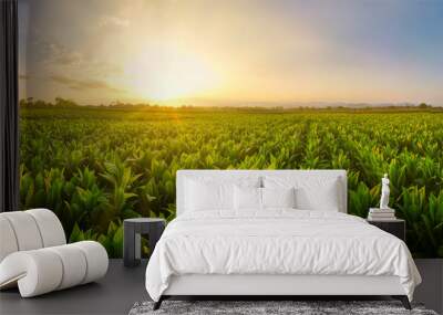 Landscape Panoramic view of Tobacco fields at sunset in countryside of Thailand, crops in agriculture, panorama Wall mural