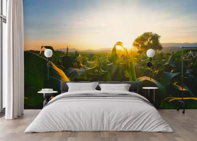 maize corn crops in agricultural plantation in the evening with sunset, cereal plant, animal feed agricultural industry, Beautiful landscape Wall mural