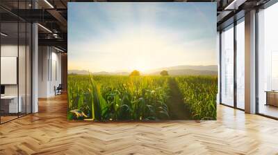 maize corn crops in agricultural plantation in the evening with sunset, cereal plant, animal feed agricultural industry, Beautiful landscape Wall mural