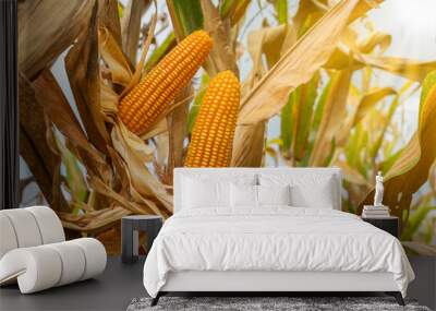 yellow dry ripe corn on the field Wall mural