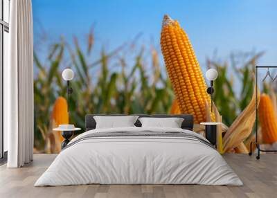 yellow ripe corn on stalks for harvest in agricultural cultivated field in the day Wall mural