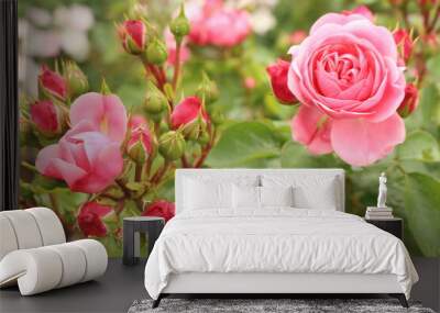 garden rose Wall mural