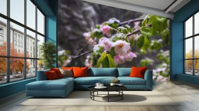 Delicate pink flowers of an apple tree under wet snow during a snowfall in the spring garden Wall mural