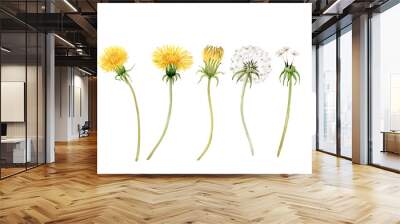 set of watercolor illustrations of yellow meadow flowers dandelion on a white background. hand painted for design and invitations. Wall mural