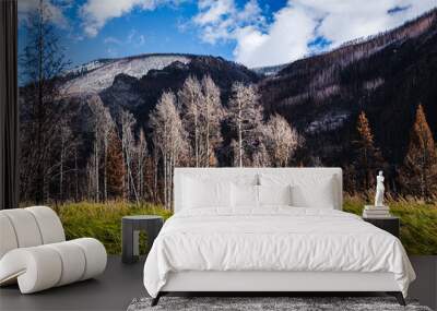 View of forest after fire with fresh grass in foreground, burned forest in background and scorched trees in the middle; blue sky with clouds above mountains Wall mural